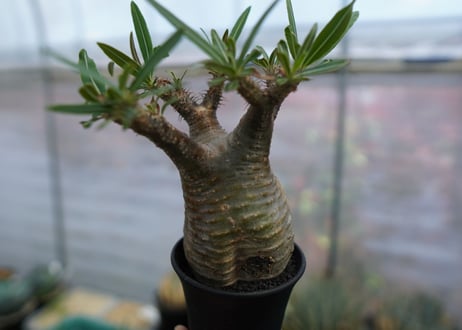 パキポディウム　グラキリス　Pachypodium  Gracilius No.3