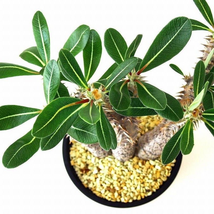 パキポディウム デンシフローラム シバの女王の玉櫛 Pachypodium