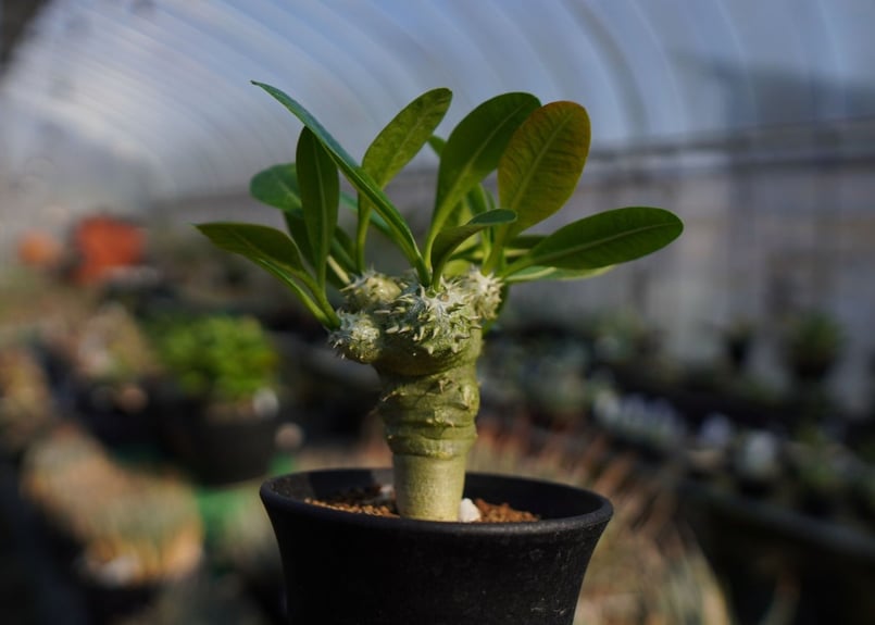 パキポディウムラメレイ台 恵比寿笑い接木 Pachypodium brevicaule | m
