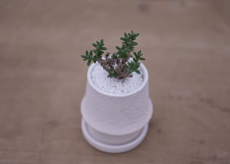 姫紅子松　Trichodiadema bulbosum