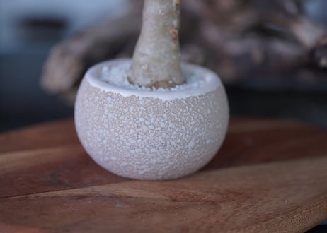 Othonnna triplinervia