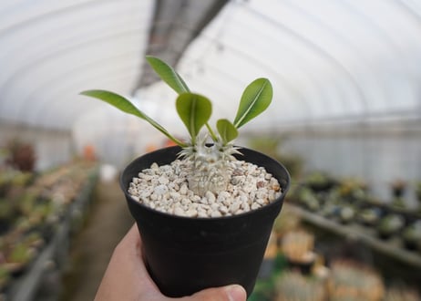 パキポディウム　恵比寿大黒 Pachypodium Densicaule　No.2