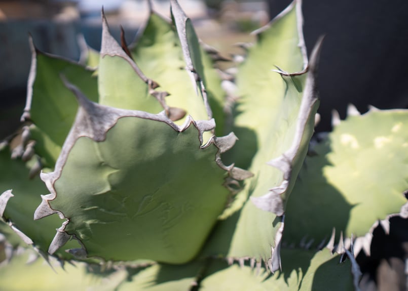 Agave Fo-76 特選特大株のカキコ株 | mana's farm:塊根植物・アガベ・ド