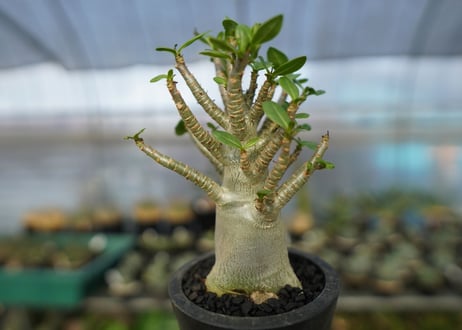 アデニウム　Adenium　No.11
