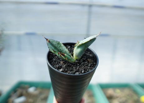 アガベ　チタノタ　ホワイトアイス 　agave titanota whiteice