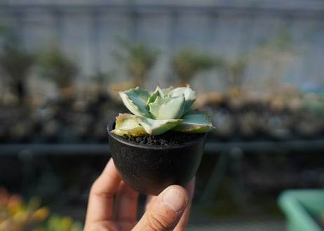 アガベ　王妃雷神錦　Agave　“Ohi Raijin Nishiki ”