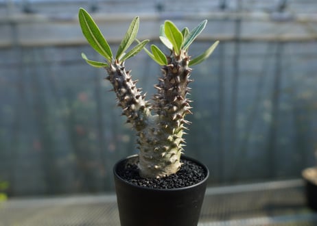 パキポディウム　デンシフローラム Pachypodium densiflorum   No.1