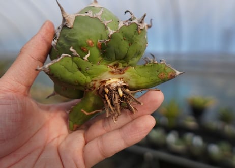 agave titanota　シーザー　caesar