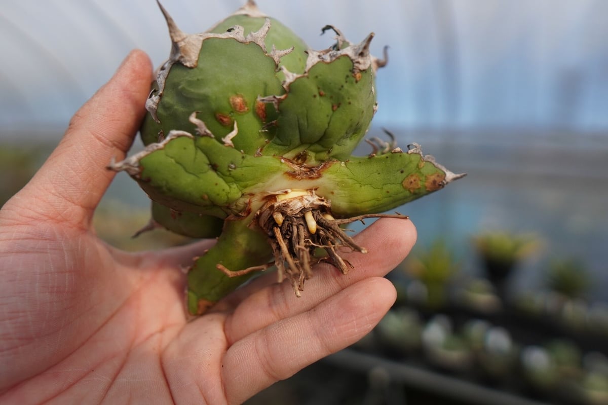 fit=scale-down,w=1200