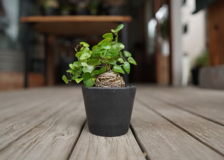 亀甲竜　モンタナ  Dioscorea elephantipes var. montana