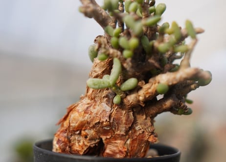 Ceraria pygmaea ケラリア ピグマエア　C NO.2