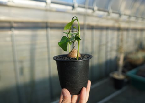 亀甲竜　Dioscorea elephantipes No.1
