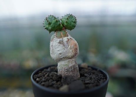 ユーフォルビア　オベサブロー　Euphorbia ObesaBlow No.3