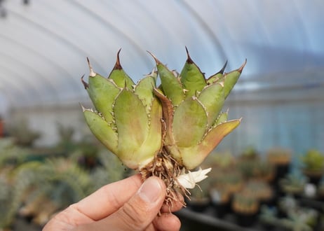 agave titanota 剣竜　No.2