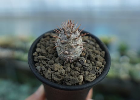 パキポディウム　カクチぺス　Pachypodium cactipes  No.1