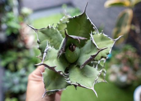 Agave titanota FO-76 B NO.5