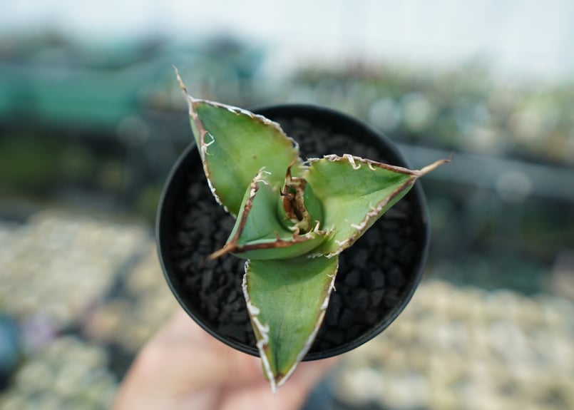 アガベ チタノタ 白鯨 Agave titanota White whale No.4 | m