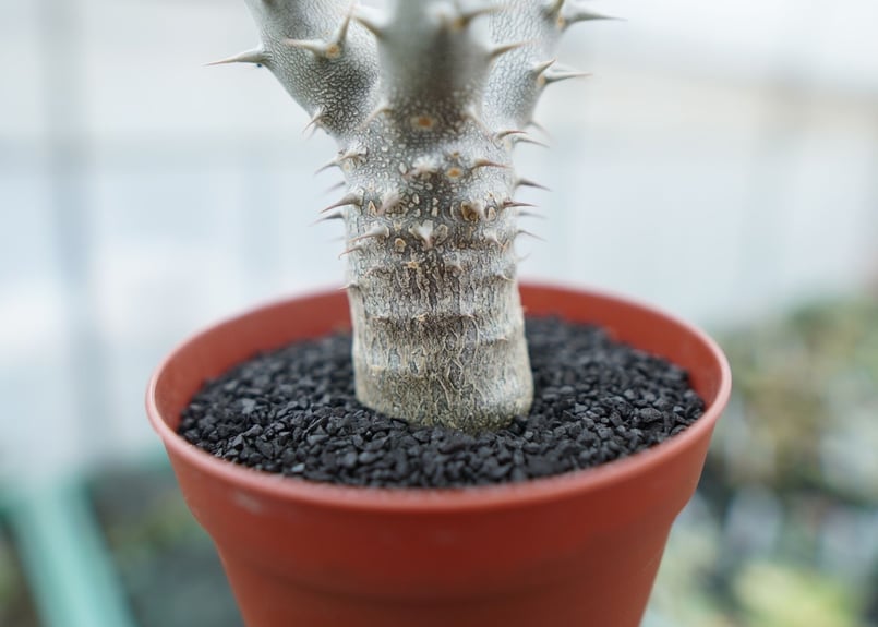 パキポディウム デンシフローラム Pachypodium densiflorum No.8 |