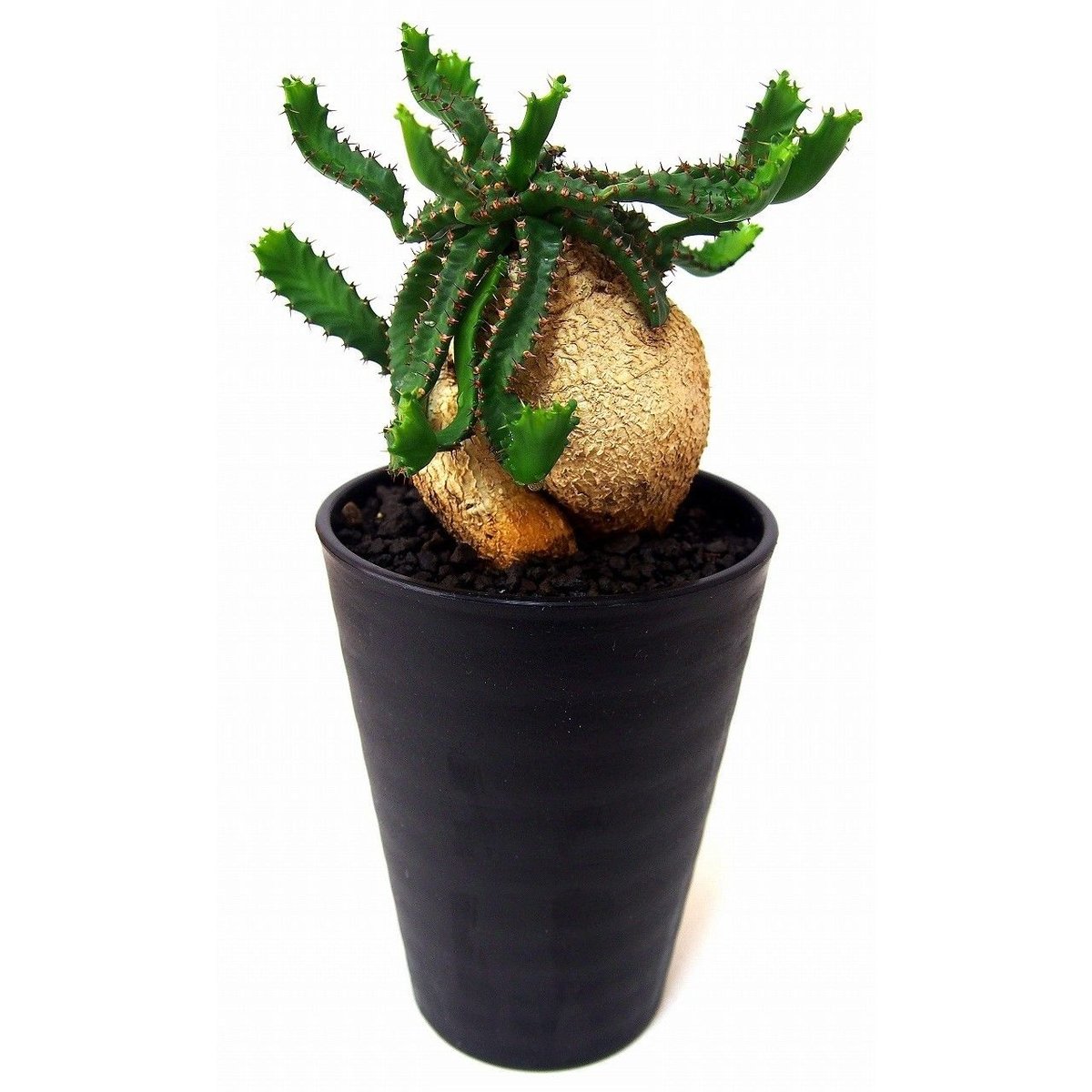 ユーフォルビア ステラータ 飛竜 Euphorbia stellata №2 | mana