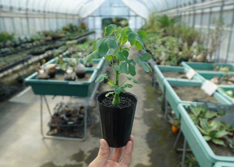 アデニア グラウカ Adenia glauca No.8 | mana's green:塊根 アデニア グラウカ Adenia glauca No.8 | mana's green:塊根