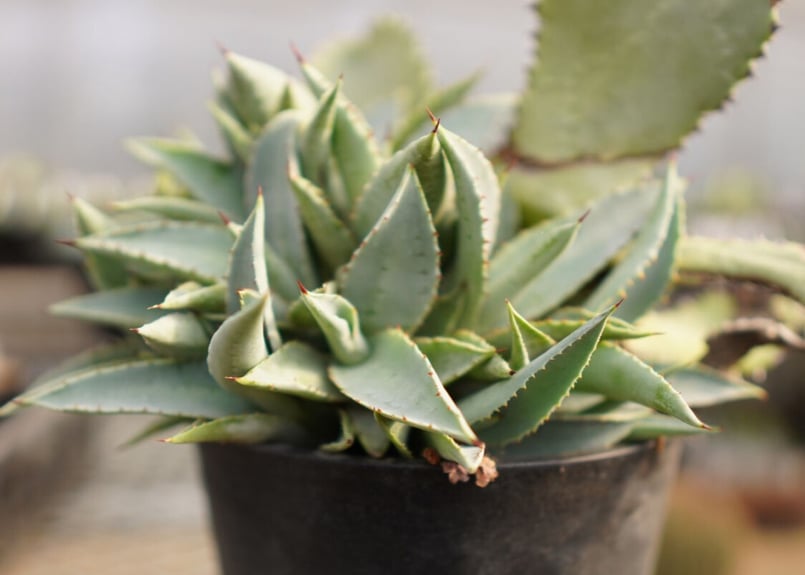 アガベ チタノタ ドラゴントゥース カキコ | mana's farm:塊根植物