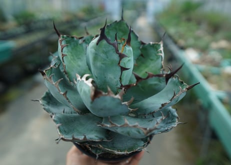 アガベ　チタノタ　 ブラックアンドブルー 　Agave titanota black and blue　No.3