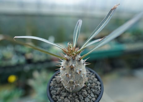 パキポディウム　カクチぺス　Pachypodium cactipes