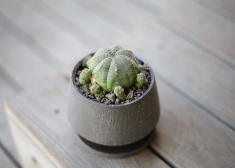 ユーフォルビア オベサシンメトリカ　Euphorbia obesa ssp. symmetrica