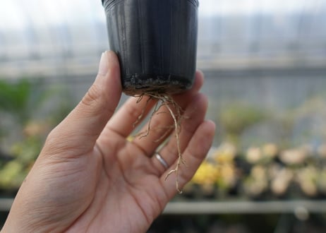 ユーフォルビア　スーパーバリダ　Euphorbia super valida  No.4