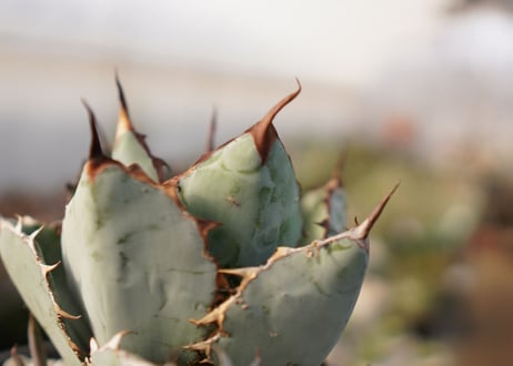 Agave titanota 'black and blue'　子株付き　No.3