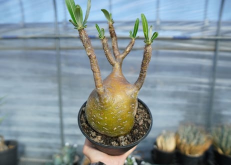 パキポディウム　グラキリス　 Pachypodium Gracilius　No.1