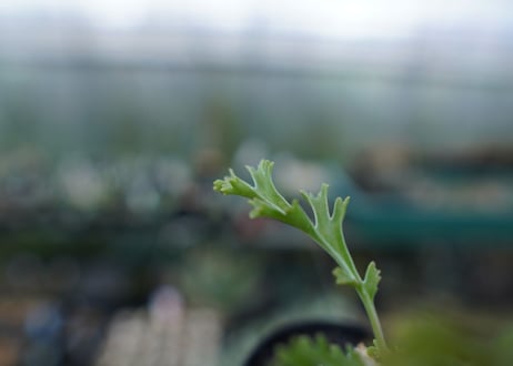 ペラルゴニウム　カルノーサム　Pelargonium carnosum