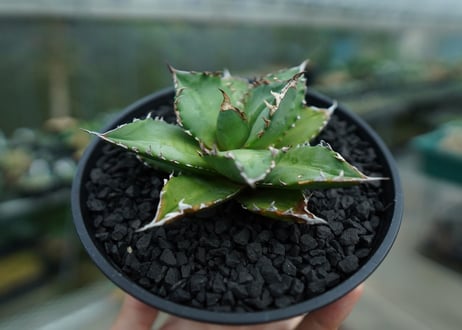 アガベ　チタノタ 　Agave titanota　No.6