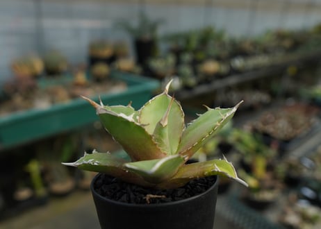 アガベ　チタノタ　 獅子光 agave titanota Lion light 子株  No.1