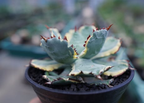 アガベ　兜蟹錦　連棘　Agave isthmensis “Kabutogani” variegata No.1
