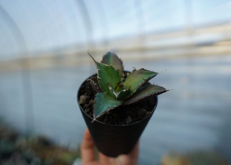 アガベ　チタノタ　ハデス　Agave titanota Hades