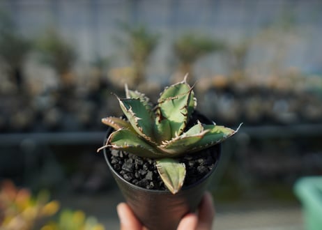 アガベ　チタノタ　FO-76 Agave titanota FO-76  No.3