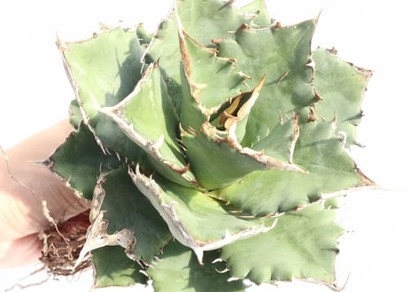 Agave titanota FO-76 compacta dwarf  no.1