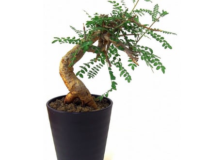 Boswellia neglecta ボスウェリア　ネグレクタ