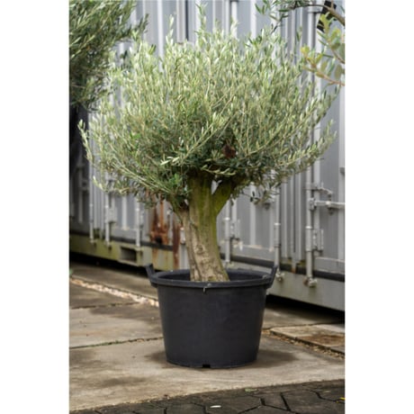 国産オリーブ ミッション　No.5