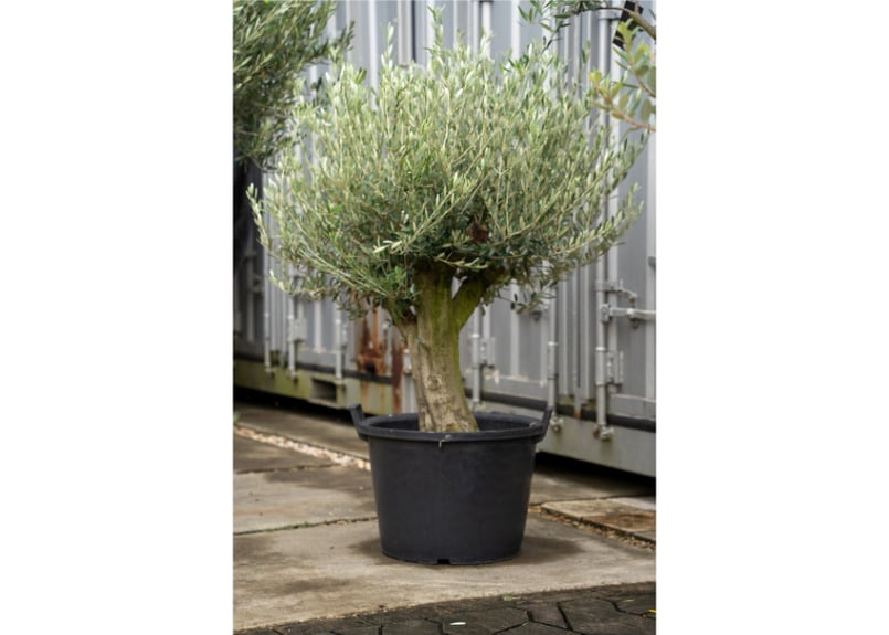 ソウラボアガベ　mana's farm ４周年祭限定アイテム ソウラボアガベ mana's farm 4周年祭限定アイテム