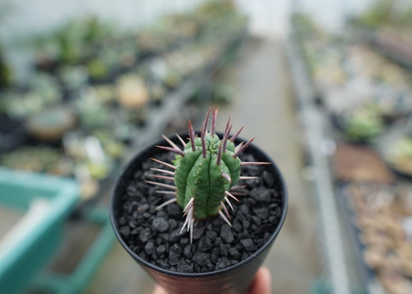 ユーフォルビア フェロックス Euphorbia ferox | mana's farm:塊根