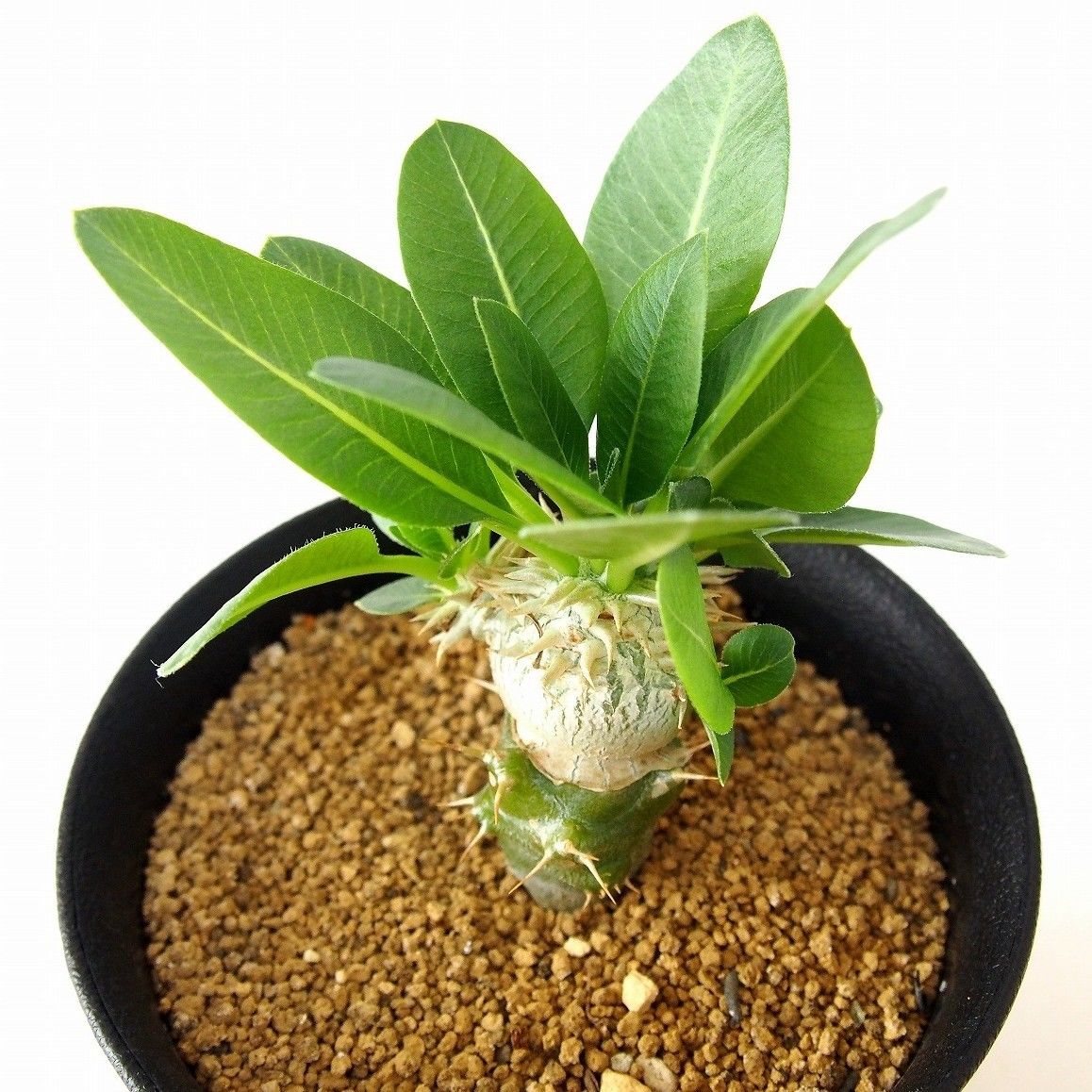 恵比寿笑ブレビカウレ NO2 Pachypodium brevicaule 【公式通販】