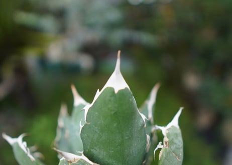 Agave titanota 白鯨 A NO.10