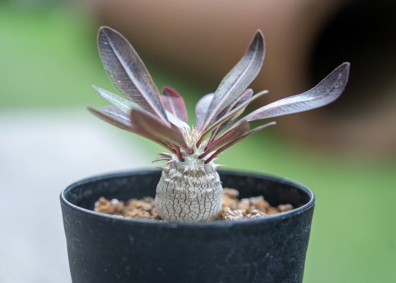 パキポディウム デンシフローラム 沖縄実生 | mana's farm:塊根