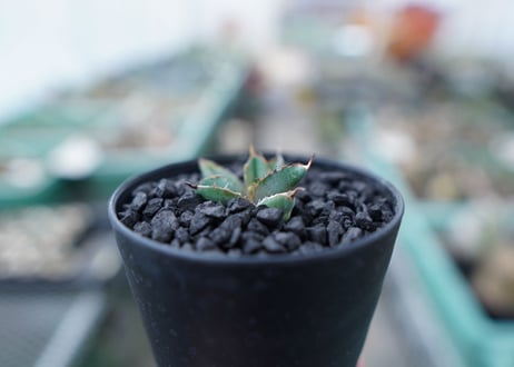 アガベ　チタノタ　 ブラックアンドブルー 　Agave titanota black and blue　No.14
