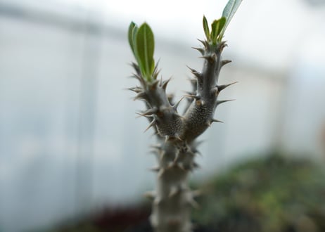 パキポディウム　デンシフローラム　Pachypodium densiflorum　No.4