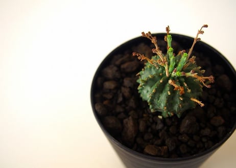 Euphorbia validaobesa ユーフォルビア・バリダオベサ