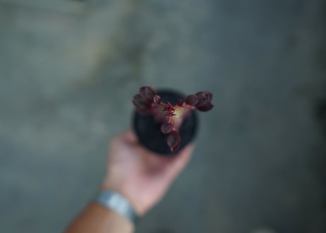 ユーフォルビア　紅彩雲閣　Euphorbia trigona f. rubra　No.3