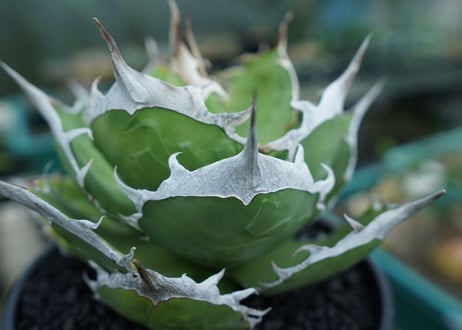 agave titanota 獅子光　Lion light　No.1